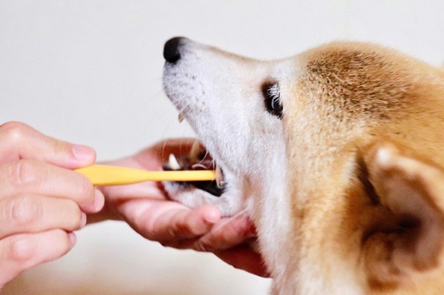 歯磨きされている犬