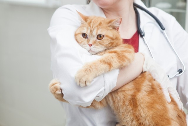 獣医にしがみつく猫