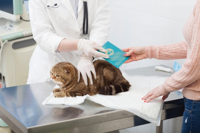 診察台の上の猫と獣医師と飼い主