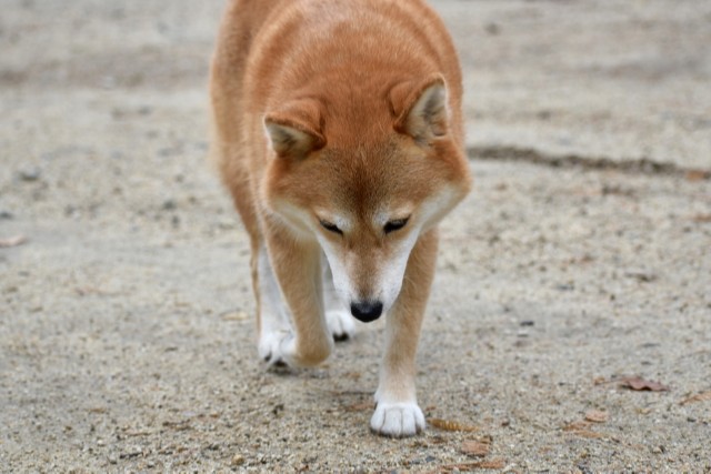 うなだれている犬