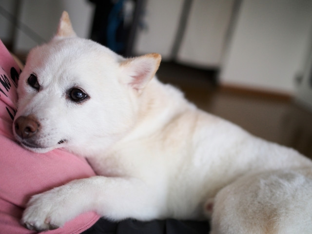 休んでいる犬