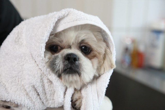 タオルに包まる犬