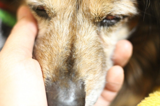 犬の顎を包み込む手