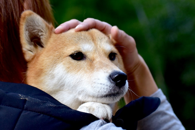 犬を抱える飼い主