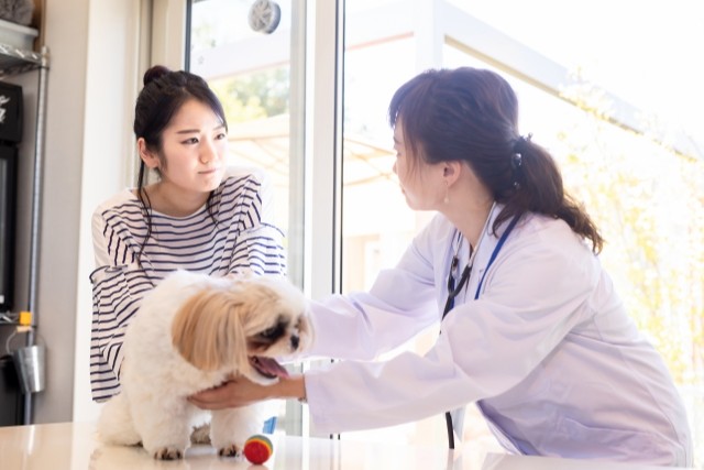 飼い主と獣医と犬