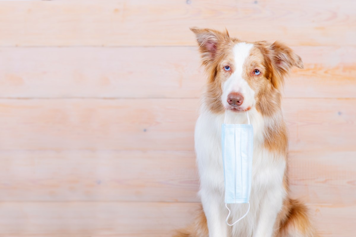 犬がかかる感染症の種類 早めに動物病院に相談を