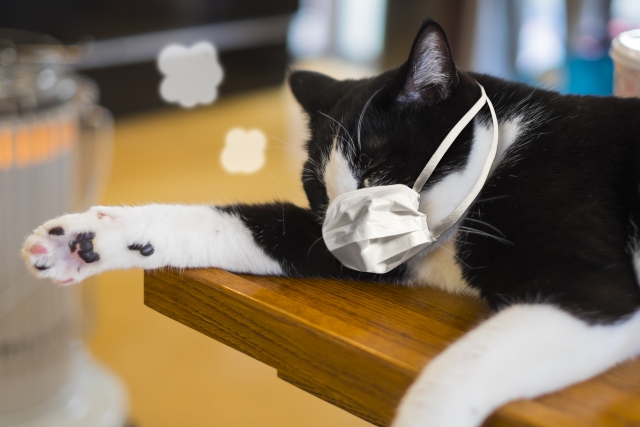 猫がかかる感染症の種類 気になるなら一度動物病院へ