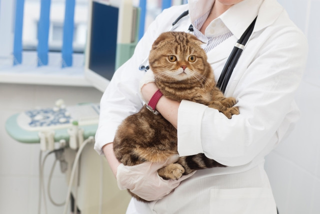 猫を抱く獣医師