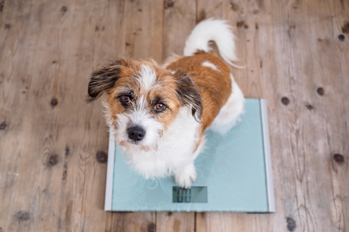 犬猫の健康管理で飼い主が心がけたいこと 気になることがあれば動物病院に相談を